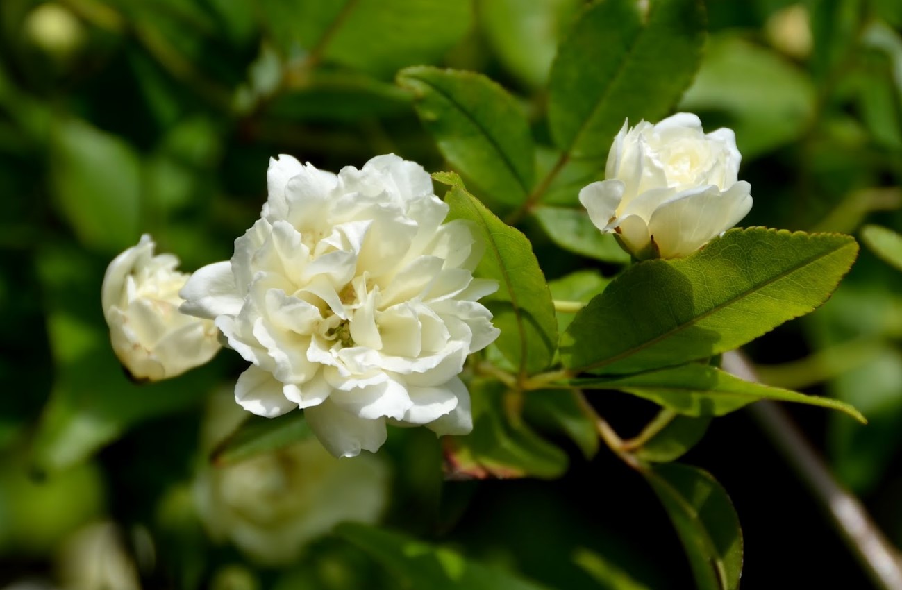 Verbenaceae? Rosa banksiae  var. banksiae (Rosaceae)